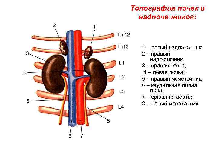 Презентация топография почек