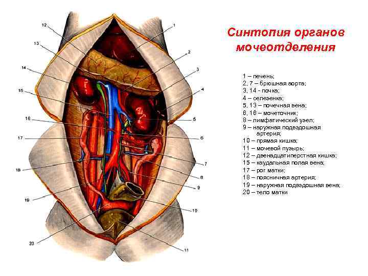 Строение внутренних органов брюшной полости фото