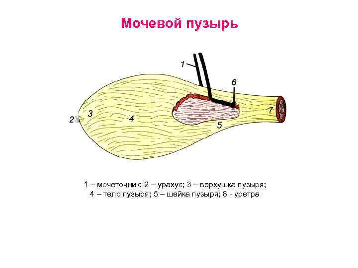 Мочевой пузырь 1 – мочеточник; 2 – урахус; 3 – верхушка пузыря; 4 –