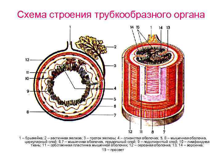 Схема строения трубкообразного органа 1 – брыжейка; 2 – застенная железа; 3 – проток