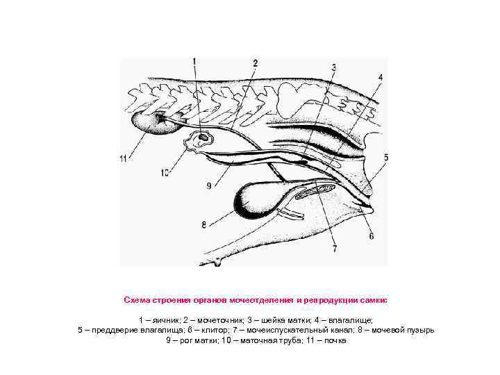 Схема строения органов мочеотделения и репродукции самки: 1 – яичник; 2 – мочеточник; 3