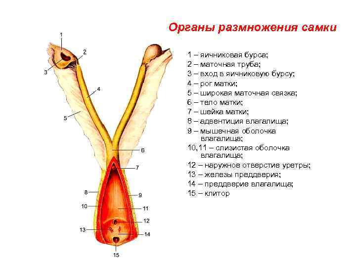 Органы размножения самки 1 – яичниковая бурса; 2 – маточная труба; 3 – вход