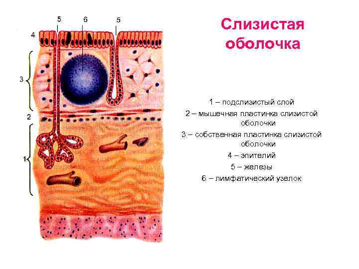 Слизистая оболочка 1 – подслизистый слой 2 – мышечная пластинка слизистой оболочки 3 –