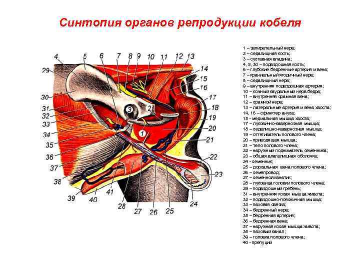 Синтопия органов репродукции кобеля 1 – запирательный нерв; 2 – седалищная кость; 3 –