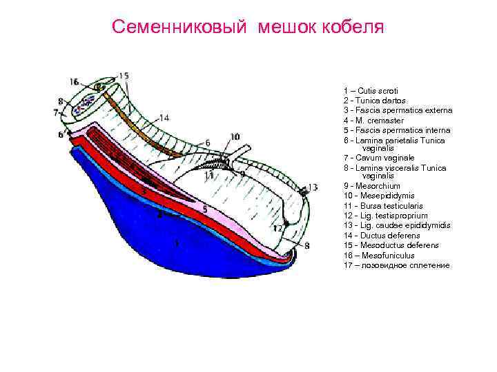 Семенниковый мешок кобеля 1 – Cutis scroti 2 Tunica dartos 3 Fascia spermatica externa