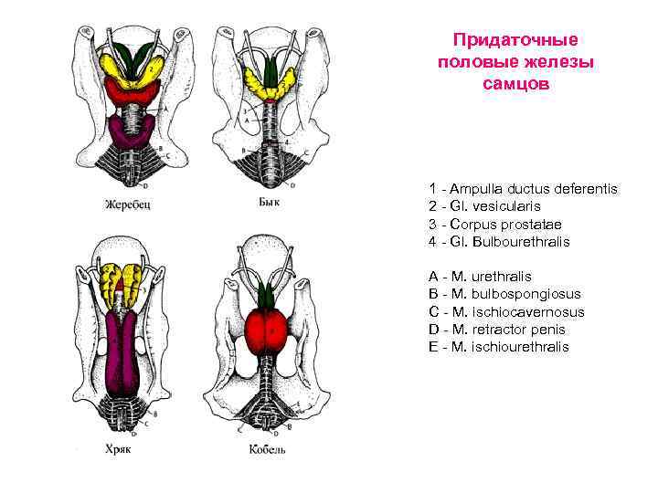 Придаточные половые железы самцов 1 Ampulla ductus deferentis 2 Gl. vesicularis 3 Corpus prostatae