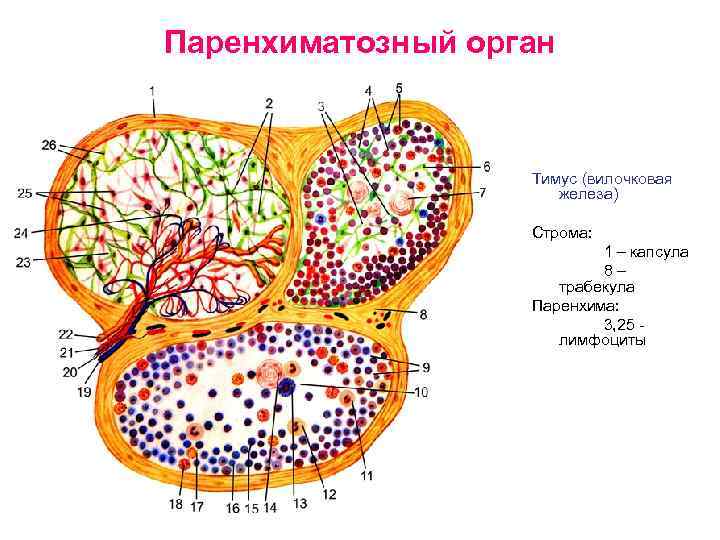 Паренхиматозный орган Тимус (вилочковая железа) Строма: 1 – капсула 8– трабекула Паренхима: 3, 25