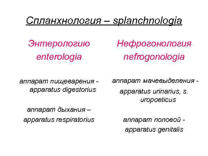 Спланхнология – splanchnologia Энтерологию enterologia Нефрогонология nefrogonologia аппарат пищеварения apparatus digestorius аппарат мачевыделения аппарат