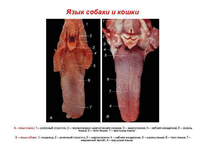 Язык собаки и кошки А – язык кошки; 1 – рожковый отросток; 2 –