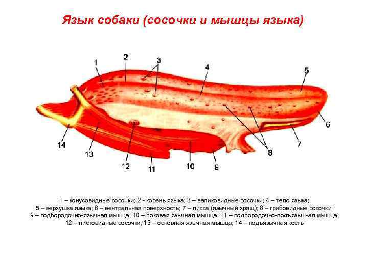 Язык собаки (сосочки и мышцы языка) 1 – конусовидные сосочки; 2 корень языка; 3