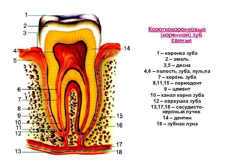 Короткокоронковый (коренной) зуб свиньи 1 – коронка зуба 2 – эмаль 3, 5 –