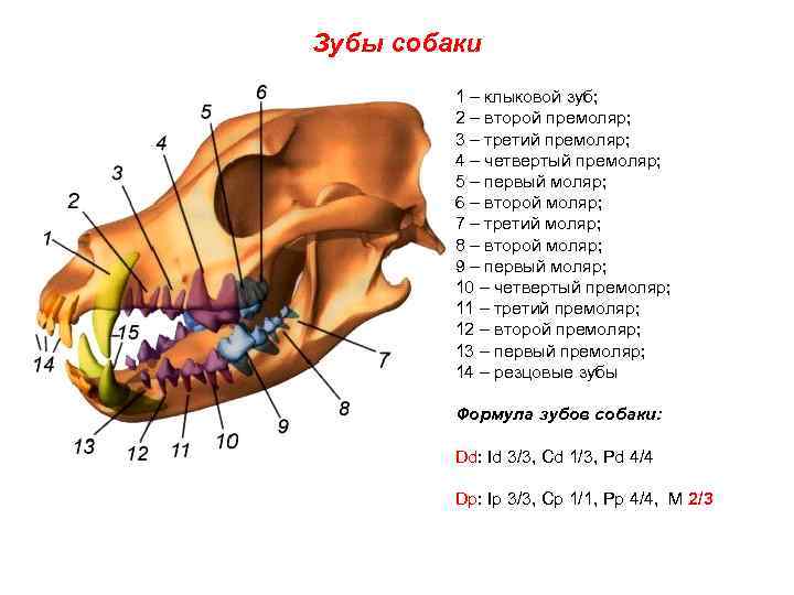 Зубы собаки 1 – клыковой зуб; 2 – второй премоляр; 3 – третий премоляр;