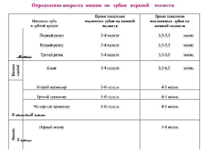 Определение возраста кошки по зубам верхней челюсти 