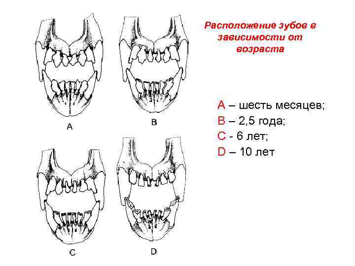 Расположение зубов в зависимости от возраста А – шесть месяцев; В – 2, 5