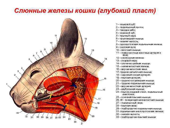 Слюнные железы кошки (глубокий пласт) 1 – клыковой зуб; 2 – подъязычный проток; 3