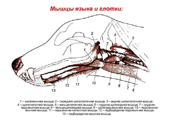 Мышцы языка и глотки: 1 – шилоязычная мышца; 2 – передняя шилоглоточная мышца; 3