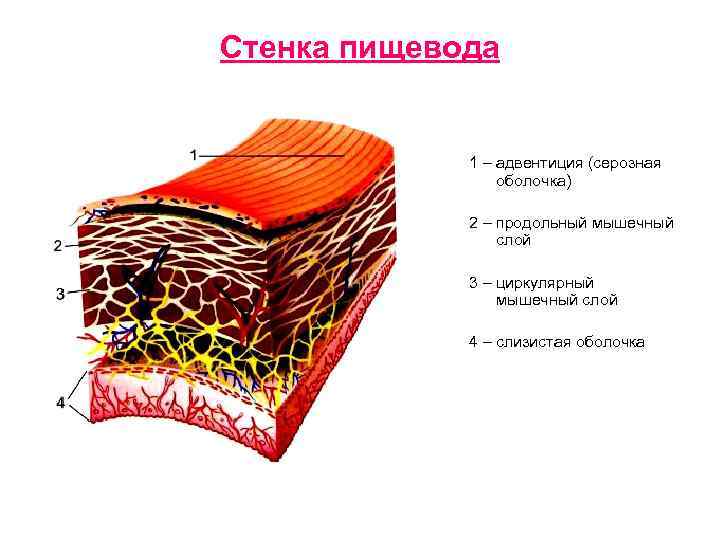 Стенка пищевода 1 – адвентиция (серозная оболочка) 2 – продольный мышечный слой 3 –