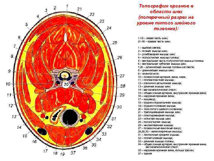 Анатомия шеи человека поперечные срезы