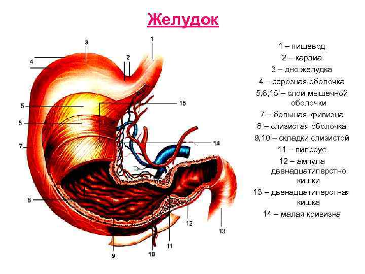 Желудок рисунок анатомия