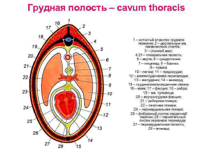 Грудная полость – cavum thoracis 1 – остистый отросток грудного позвонка; 2 – дорсальные