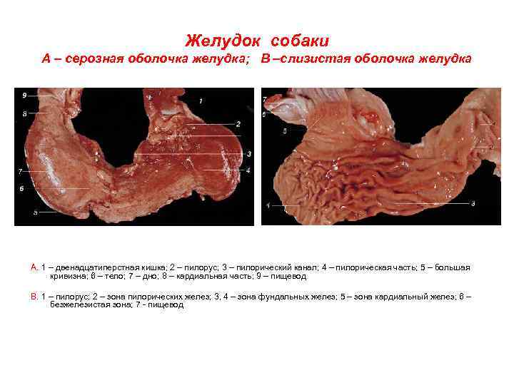 Желудок собаки А – серозная оболочка желудка; В –слизистая оболочка желудка А. 1 –