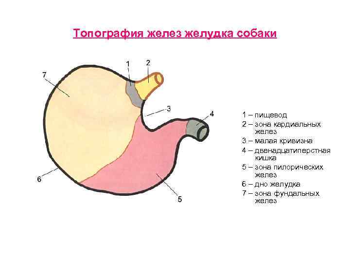 Топография желез желудка собаки 1 – пищевод 2 – зона кардиальных желез 3 –