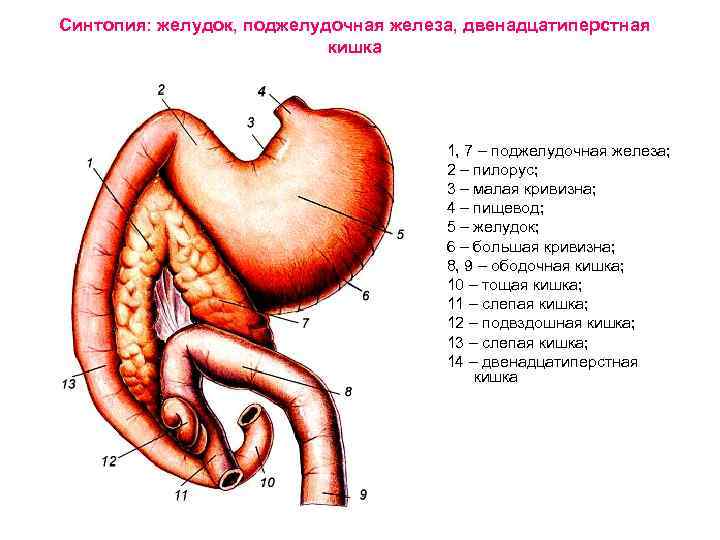 Двенадцатиперстная кишка и слепая кишка. Двенадцатиперстная кишка отделы анатомия. Строение желудка и двенадцатиперстной кишки и кишечника. Поджелудочная и 12 перстная кишка. Строение 12 перстной кишки анатомия.
