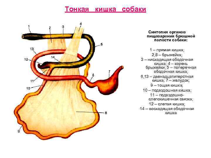 Тонкая кишка собаки Синтопия органов пищеварения брюшной полости собаки: 1 – прямая кишка; 2,