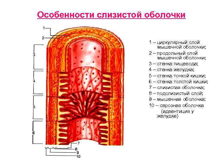 Особенности слизистой оболочки 1 – циркулярный слой мышечной оболочки; 2 – продольный слой мышечной