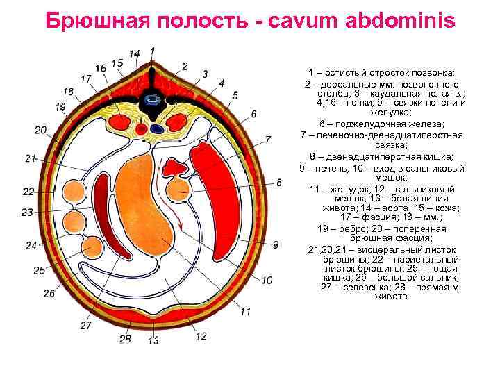 Брюшная полость - cavum abdominis 1 – остистый отросток позвонка; 2 – дорсальные мм.