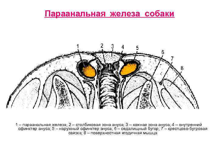 Параанальная железа собаки 1 – параанальная железа; 2 – столбиковая зона ануса; 3 –