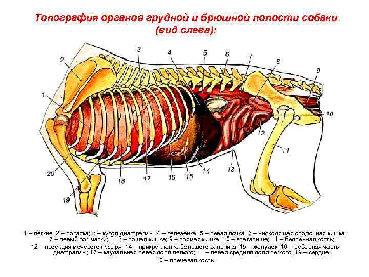 Топография органов грудной и брюшной полости собаки (вид слева): 1 – легкие; 2 –