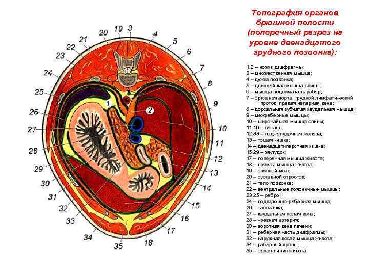 Топография органов брюшной полости (поперечный разрез на уровне двенадцатого грудного позвонка): 1, 2 –