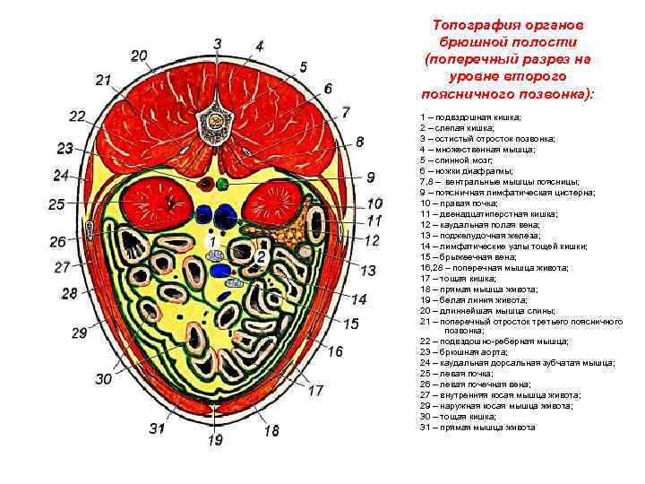 Поперечный распил грудной полости схема