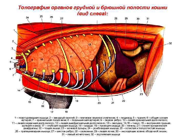 Внутреннее строение органов животных. Топография органов грудной полости коровы. Брюшная полость анатомия строение внутренних органов. Строение внутренних органов кошки брюшная полость. Анатомия брюшной полости котенка.