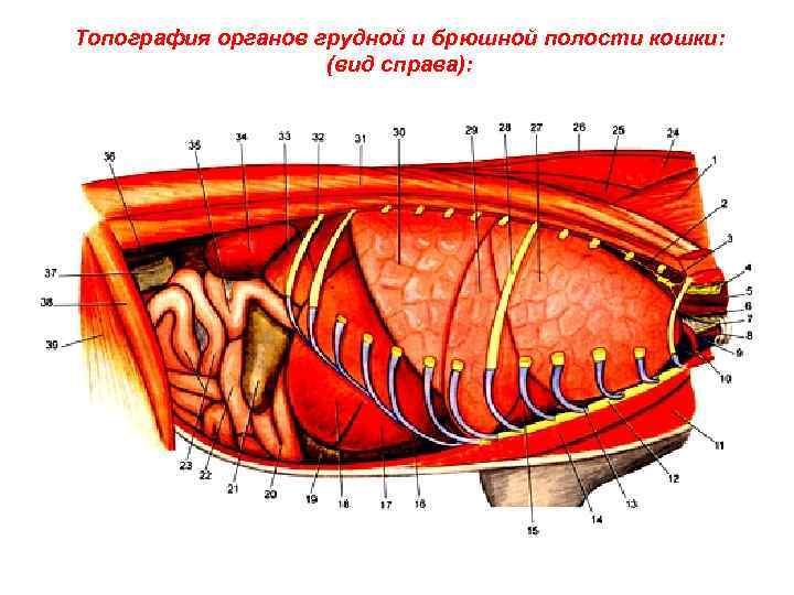 Топография органов грудной и брюшной полости кошки: (вид справа): 