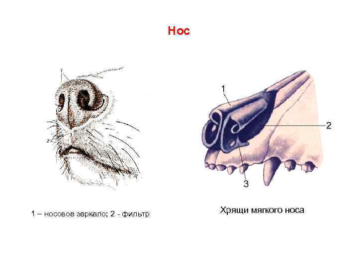 Нос 1 – носовое зеркало; 2 фильтр Хрящи мягкого носа 