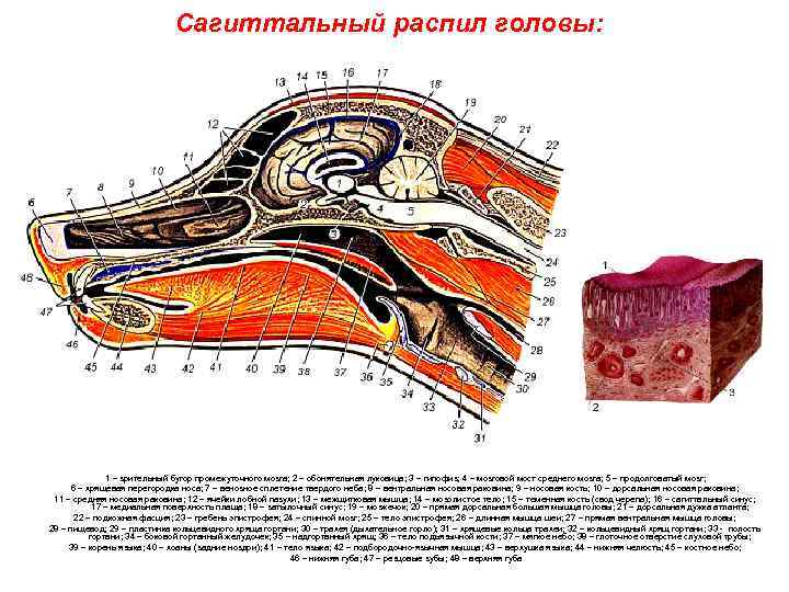 Сагиттальный распил головы: 1 – зрительный бугор промежуточного мозга; 2 – обонятельная луковица; 3