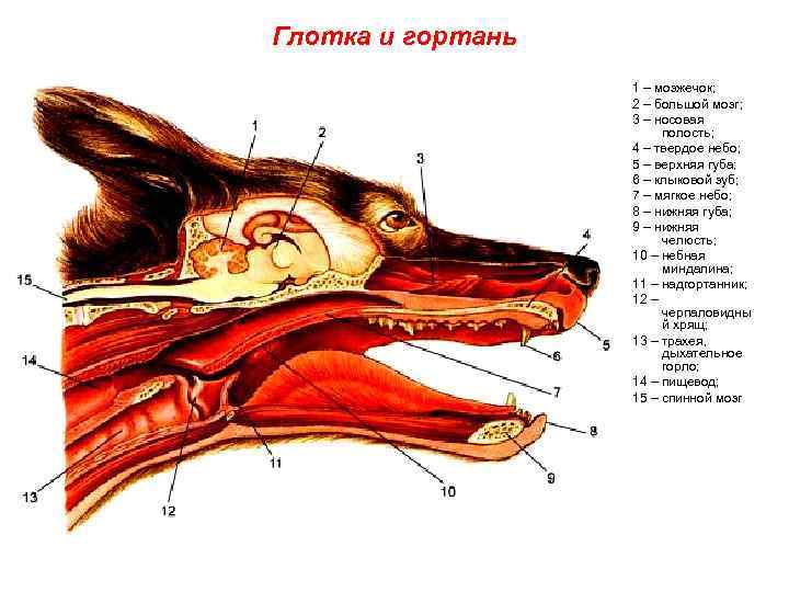 Глотка и гортань 1 – мозжечок; 2 – большой мозг; 3 – носовая полость;