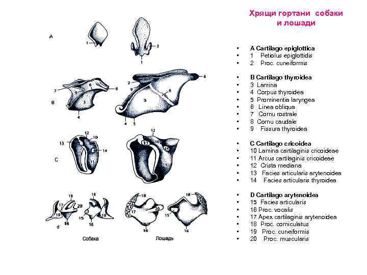 Хрящи гортани собаки и лошади • • • A Cartilago epiglottica 1 Petiolus epiglottidis