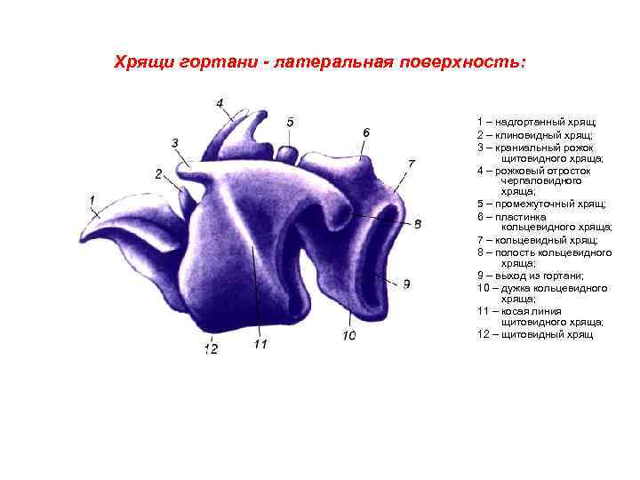 Хрящи гортани - латеральная поверхность: 1 – надгортанный хрящ; 2 – клиновидный хрящ; 3