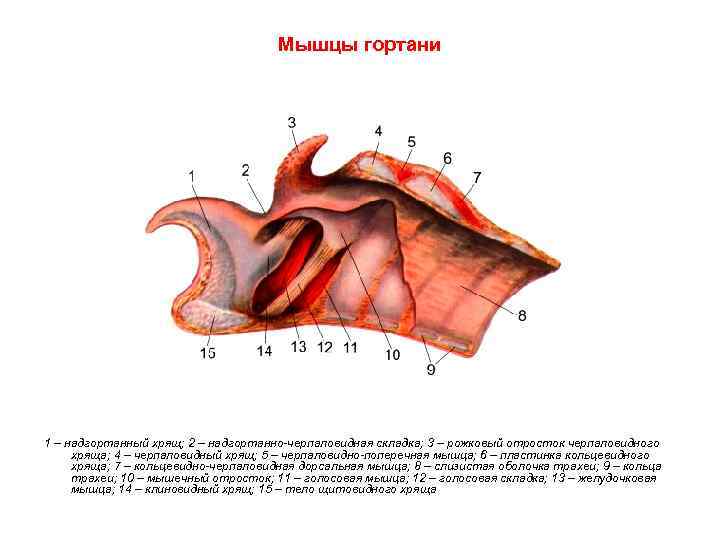 Мышцы гортани 1 – надгортанный хрящ; 2 – надгортанно черпаловидная складка; 3 – рожковый