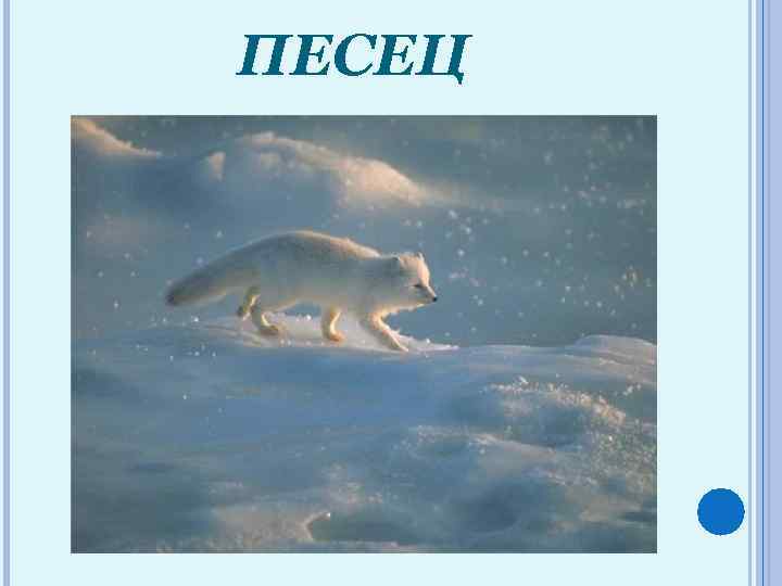 ПЕСЕЦ 