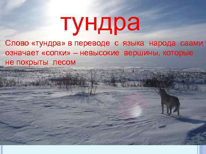 тундра Слово «тундра» в переводе с языка народа саами означает «сопки» – невысокие вершины,