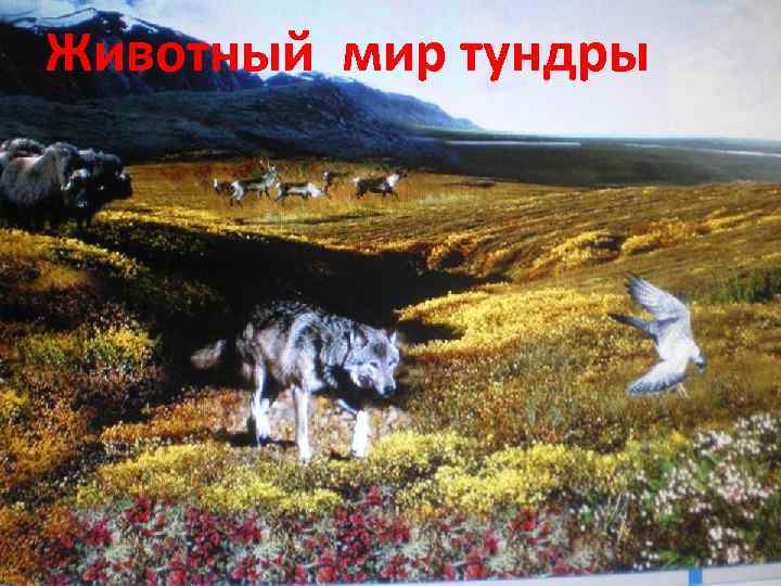 Животный мир тундры 