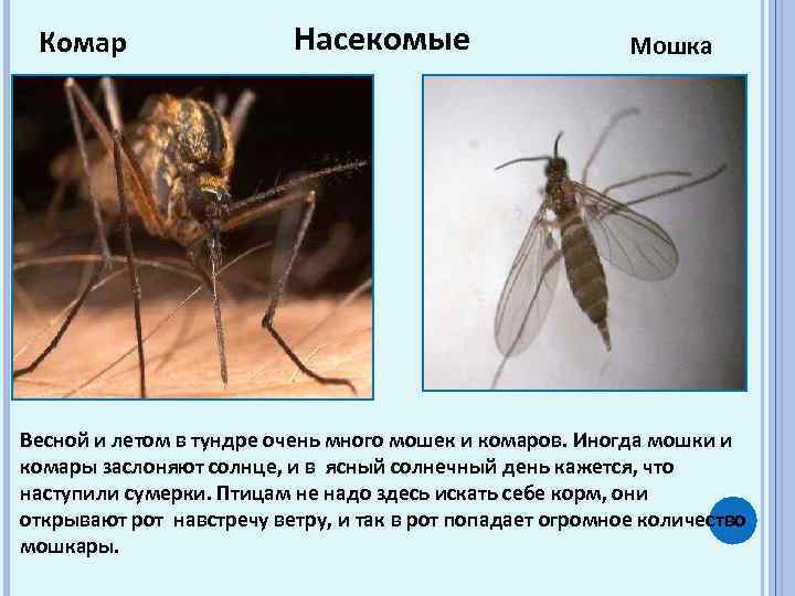 Комар Насекомые Мошка Весной и летом в тундре очень много мошек и комаров. Иногда