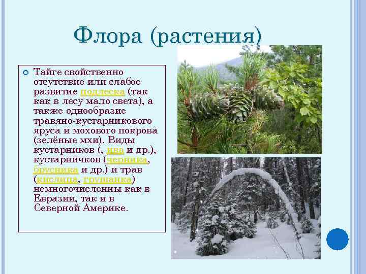 Флора (растения) Тайге свойственно отсутствие или слабое развитие подлеска (так как в лесу мало