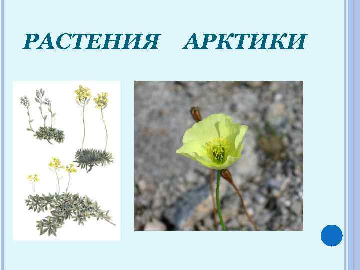 РАСТЕНИЯ АРКТИКИ 