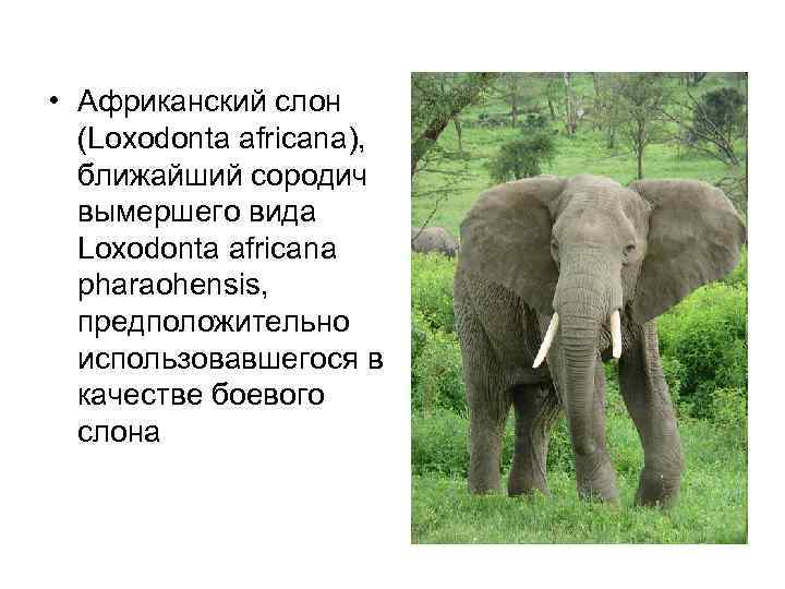 Слон рассказ окружающий мир