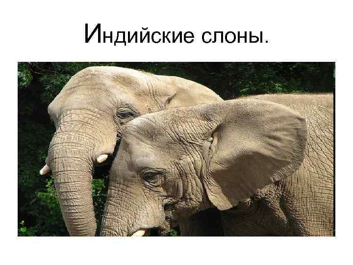Индийские слоны. 